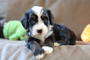 Wildflower - Mini Bernedoodle Wildflower - Mini Bernedoodle