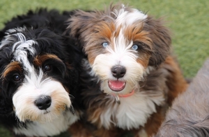 Bella + Flash - Mini Bernedoodles Bella + Flash - Mini Bernedoodles