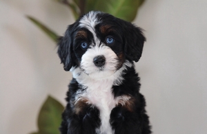 Eloise + Banks - Mini Bernedoodles Eloise + Banks - Mini Bernedoodles