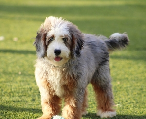 June + Cardiff - Mini Bernedoodles June + Cardiff - Mini Bernedoodles