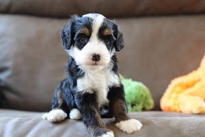 Waverly - Mini Bernedoodle Waverly - Mini Bernedoodle