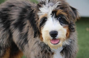 Charm + King - Standard Bernedoodles 