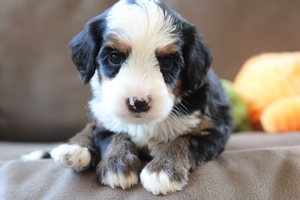 Whimsy - Mini Bernedoodle Whimsy - Mini Bernedoodle