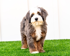 Aspen - Mini Bernedoodle 