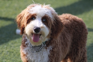 Posie + Flash - Mini Bernedoodles