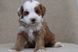 Beau - Mini Bernedoodle 