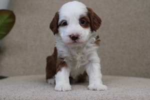 Boston - Mini Bernedoodle 