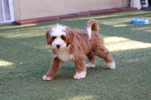 Ruby - Mini Bernedoodle 