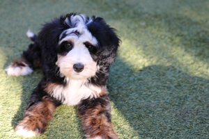 Jagger - Mini Bernedoodle 