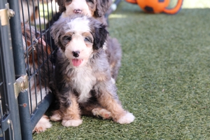 Callie - Mini Bernedoodle
