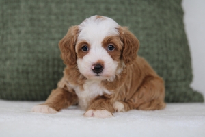 Cinnamon 