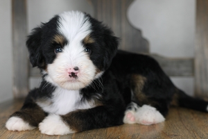 Kimberly - Medium Bernedoodle 