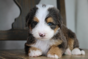 Kammie - Medium Bernedoodle 