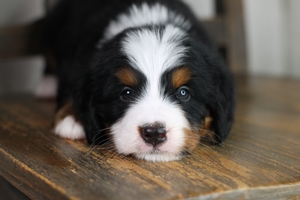 Ken - Medium Bernedoodle 