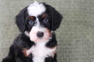 Duke 