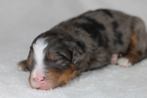 Sterling - ULTRA Standard Bernedoodle 