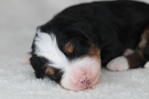 Teddy - ULTRA Standard Bernedoodle 