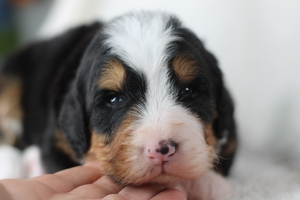 Teddy - ULTRA Standard Bernedoodle 