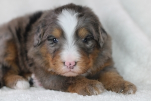 Sterling - ULTRA Standard Bernedoodle 