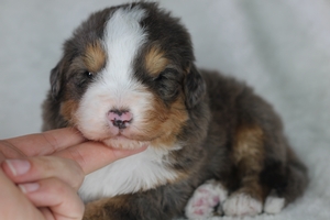 Silver - ULTRA Standard Bernedoodle 