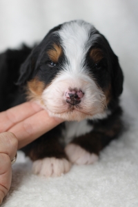 Tommy - ULTRA Standard Bernedoodle 