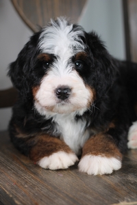 Tommy - ULTRA Standard Bernedoodle 