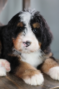 Flower - ULTRA Standard Bernedoodle 