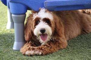 Jory - Mini Bernedoodle 