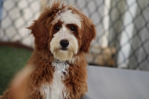 Dennis - Mini Bernedoodle Dennis - Mini Bernedoodle
