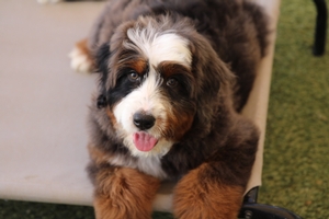 Marlee + King - Standard Bernedoodles