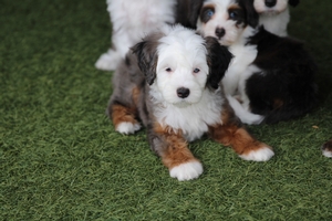 Snow - Mini Bernedoodle Snow - Mini Bernedoodle