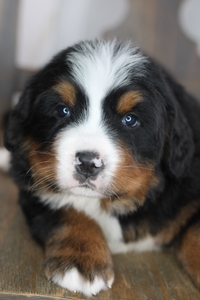 Roco - Bernese Mountain Dog - NOT A DOODLE 