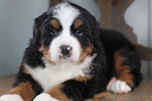 Rosie - Bernese Mountain Dog - NOT A DOODLE 