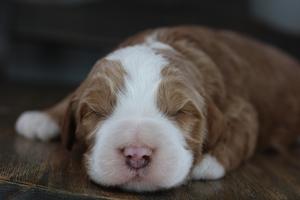 Reef - Medium Bernedoodle 