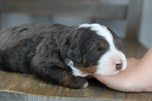 River - Medium Bernedoodle 