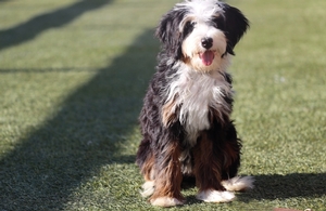 Shady Oak's Willow - Mini Bernedoodle