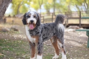 Shady Oak's Banks - Standard Bernedoodle