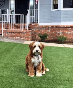 Shady Oak's Jerry - Mini Bernedoodle