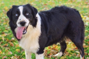 Shady Oak's Oakley - Standard Australian Shepherd