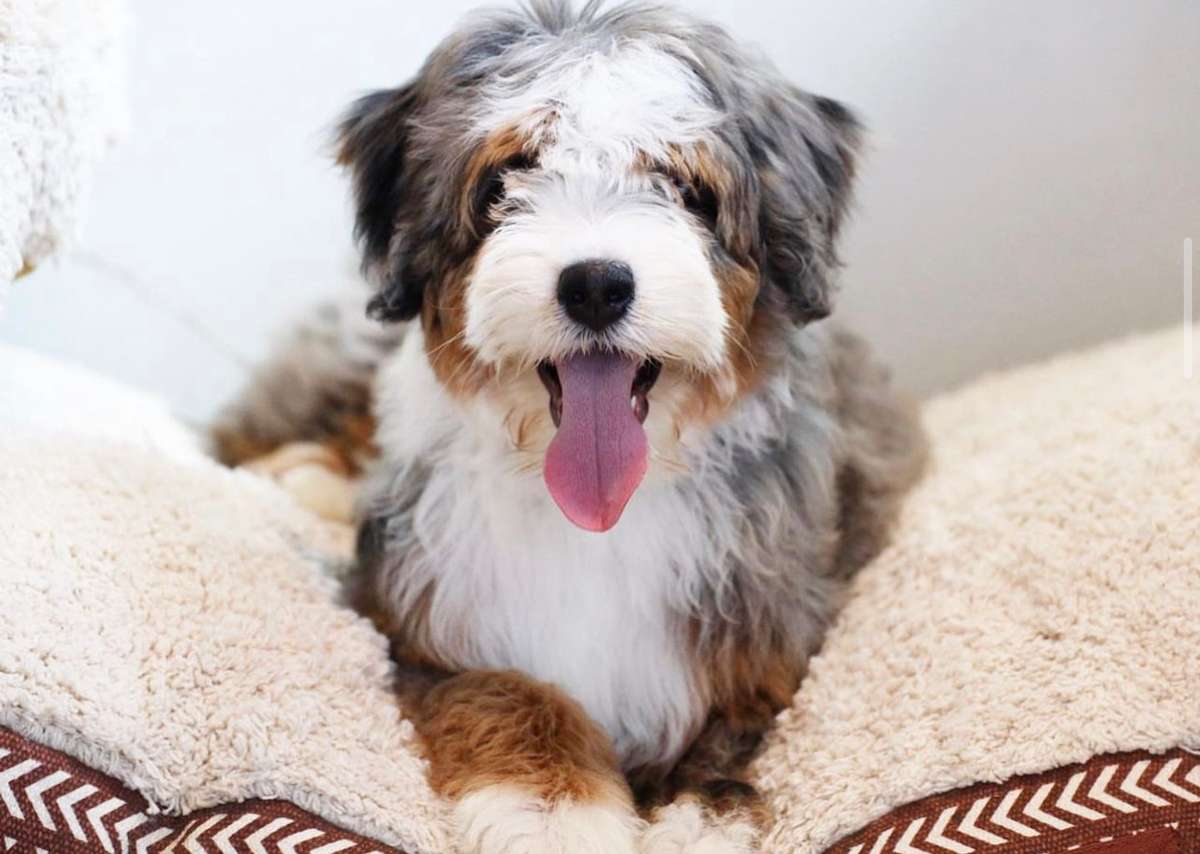 Not everyone should have a doodle! Not everyone should have a doodle!