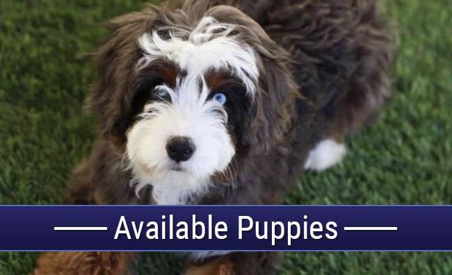 Available Puppies