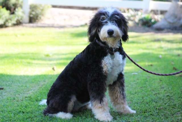 Standard Bernedoodles in San Diego