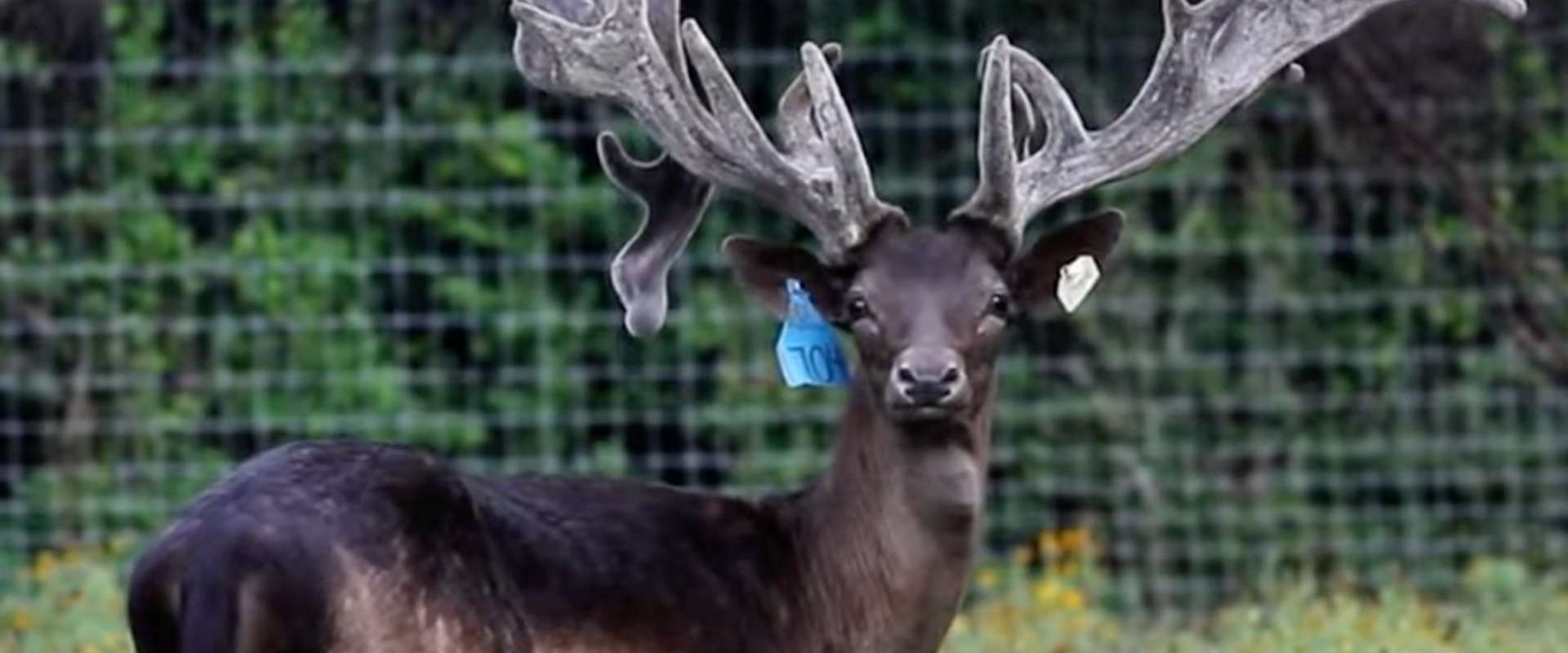 Auction Deer