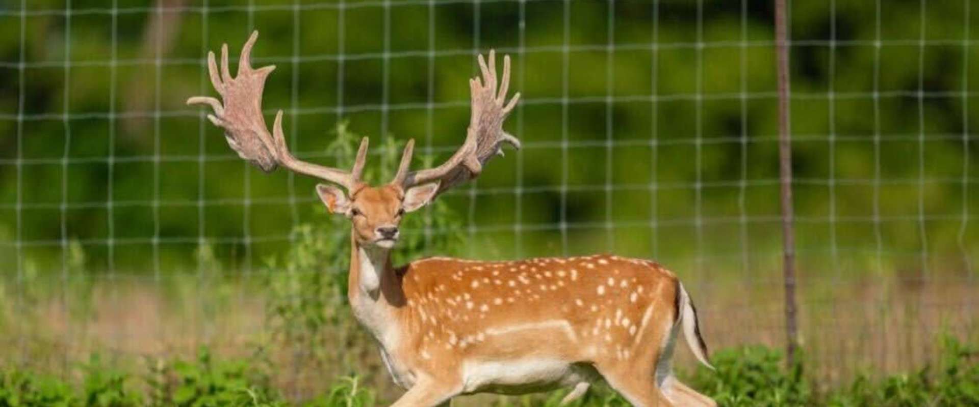 Fallow Deer at Sisco D Ranch