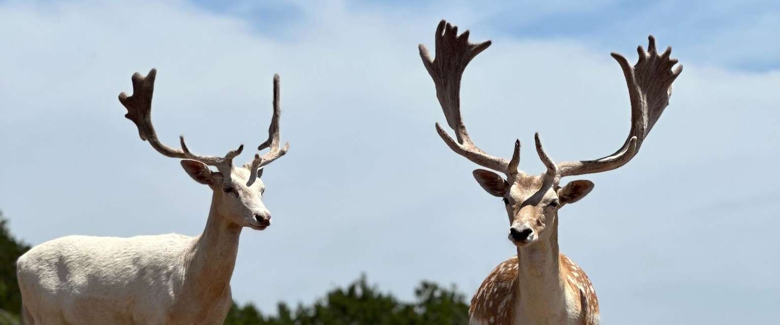 Fallow Deer Breeder Bucks