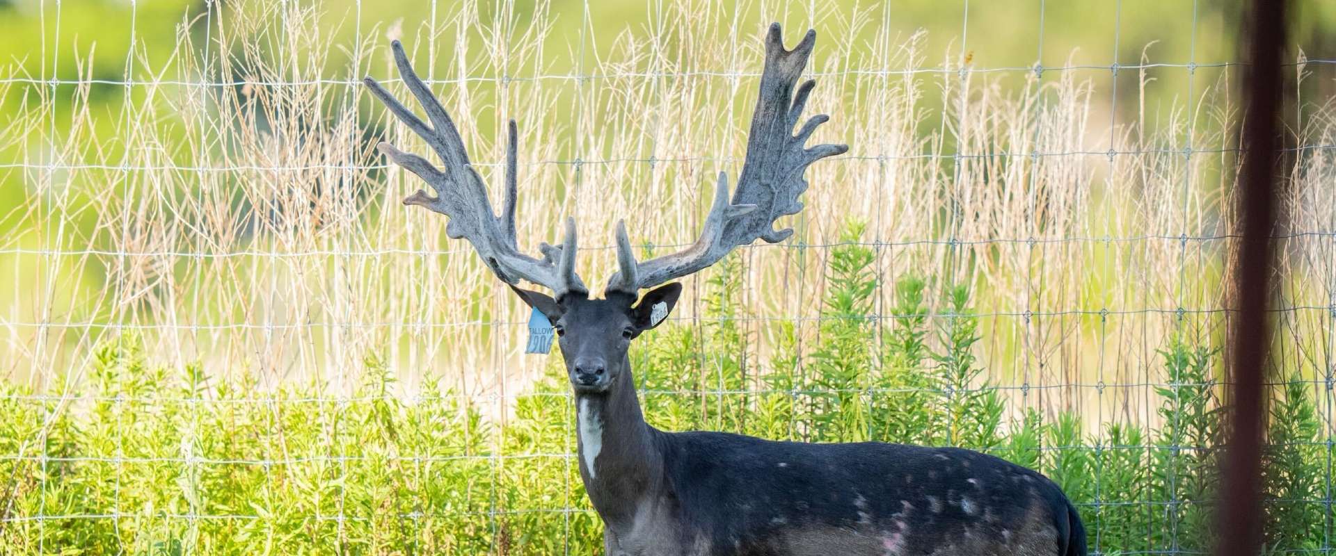 Fallow Deer AI/Semen