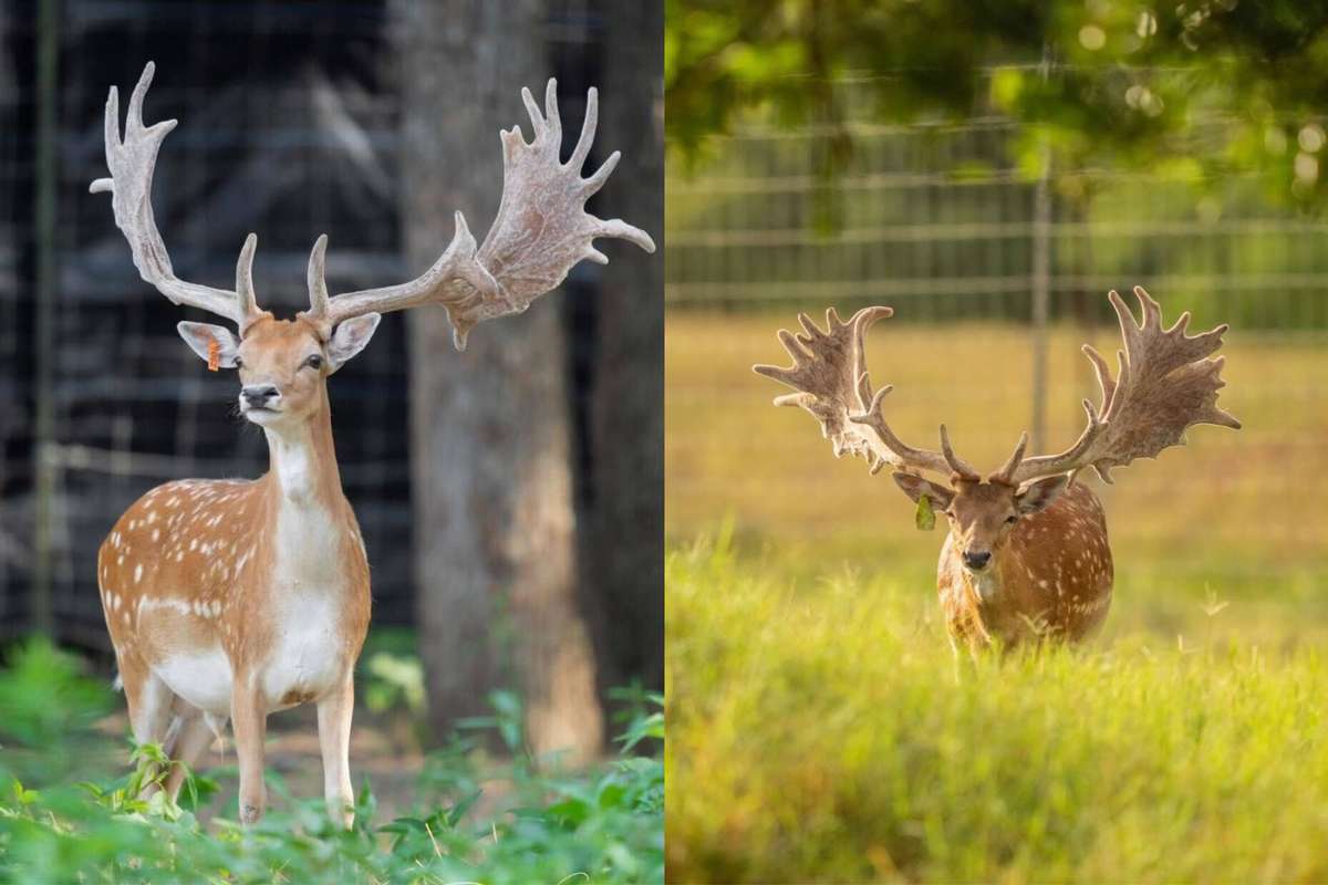 Fallow Deer Breeder Bucks