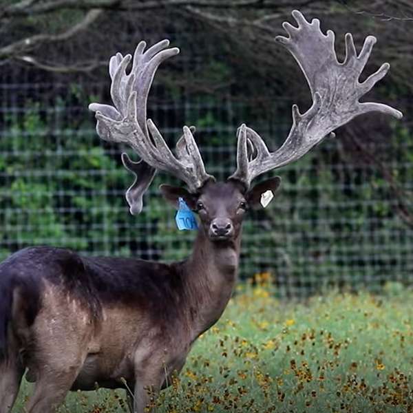 Fallow Deer Breeder Bucks