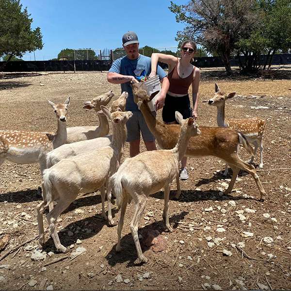 Fallow Deer Pen Rentals