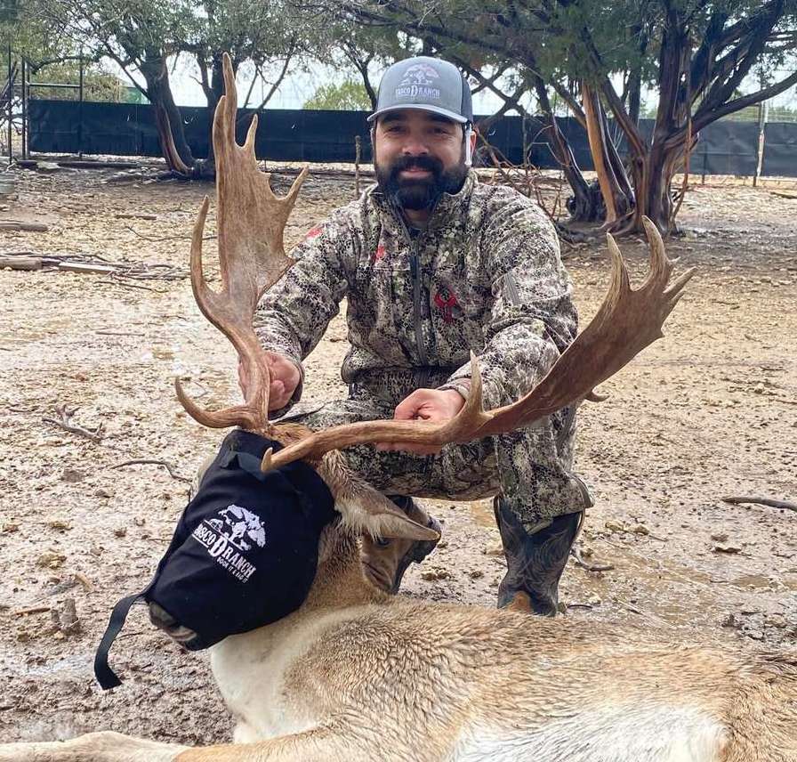 DMP Fallow Deer Buck